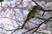 Hornbill 18-16-01